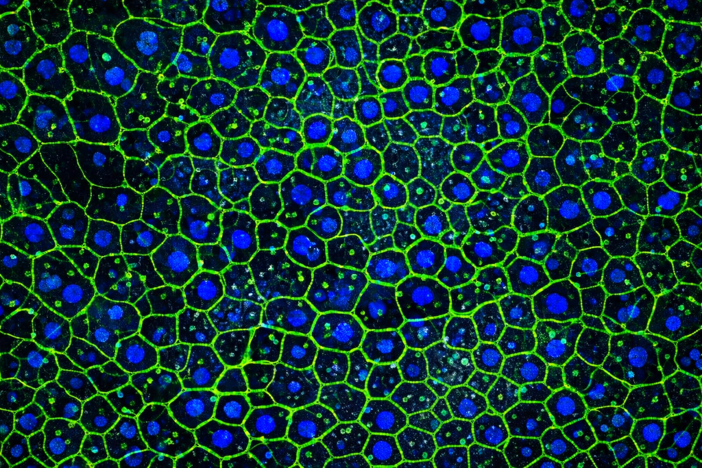 Liver cells with fluorescent staining in multicellular liver microphysiological system