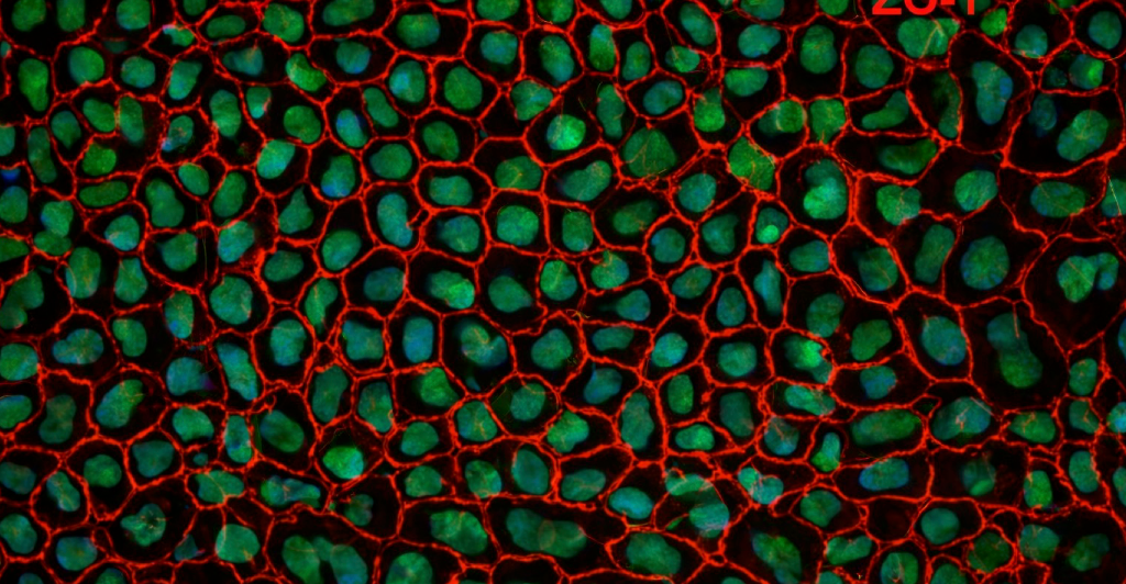 Liver cells in multi-organ microphysiological system