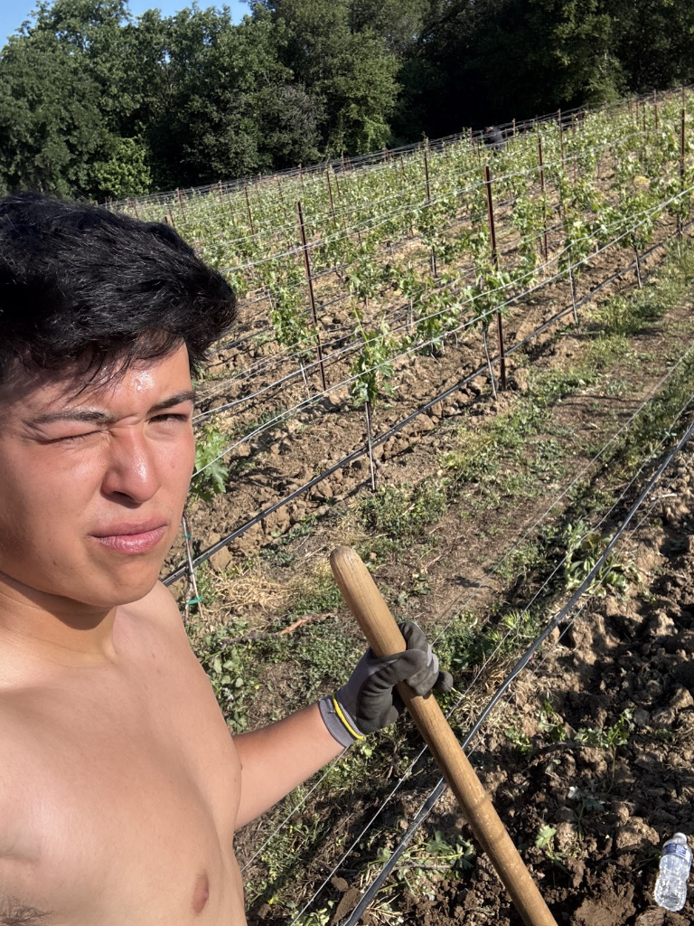 Vineyard Work