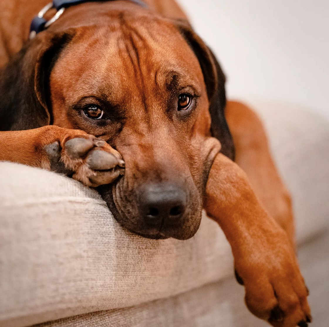 Ridgeback Rescue