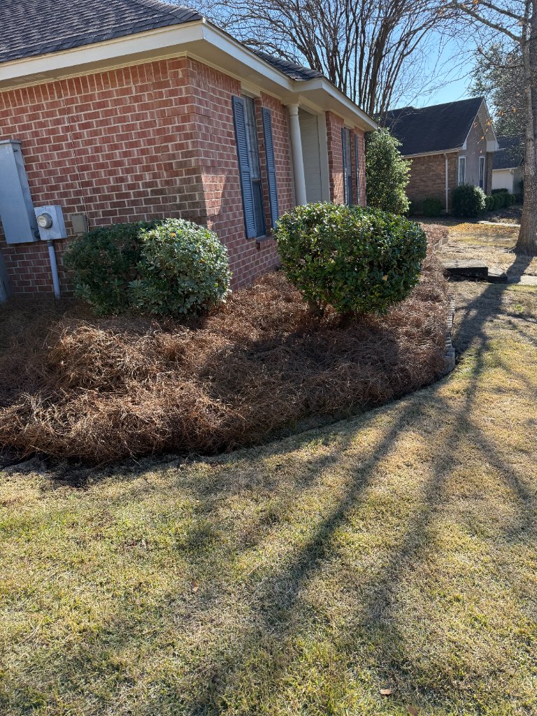 Pine Straw & Mulch example 4