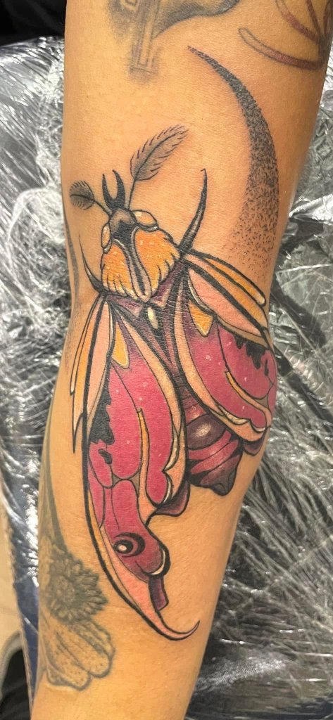 Colourful Moth