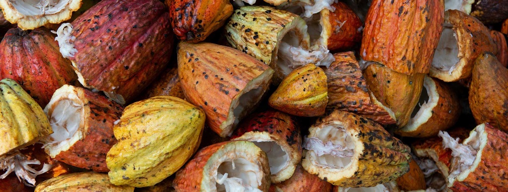 Cocoa pods from around the world