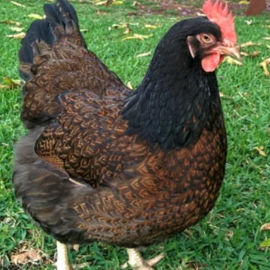 Barnevelder