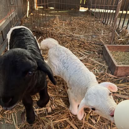 Baby lambs at City Chicks Farm near Mt Glorious Samford Valley