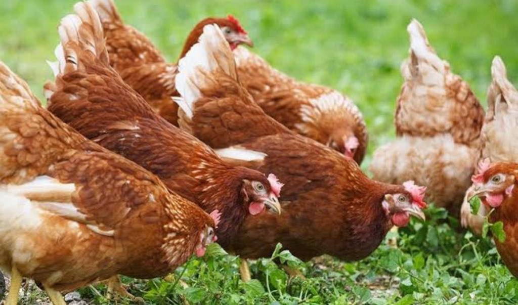 City Chicks working farm and cafe near Mt Glorious Road Samford Valley Brisbane