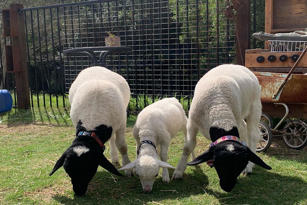 Lambs grazing at City Chicks Farm Samford Valley near Mt Glorious Brisbane