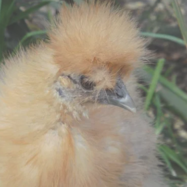 Silkie Bantam