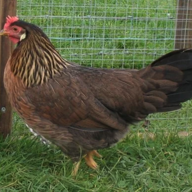 Brown Leghorn