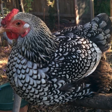 Silver Laced Wyandotte