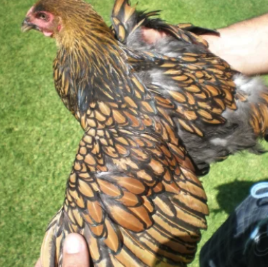 Gold Laced Wyandotte