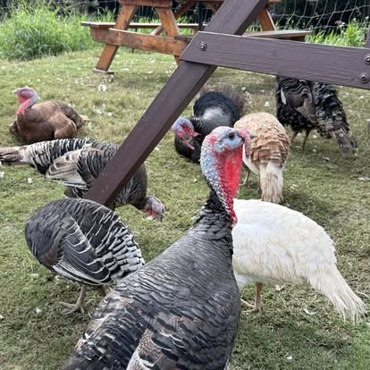 Heritage turkeys at City Chicks Farm Samford Valley near Mt Glorious