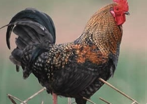 Rooster Removal
