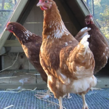 Chicken Retirement