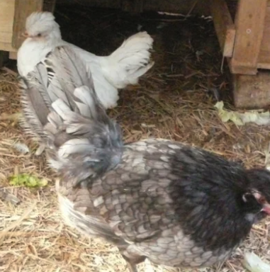 Araucana