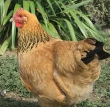 Buff Sussex