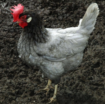 Blue Leghorn