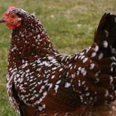 Speckled Sussex