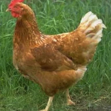 Hybrid ISA Brown Egg Layer
