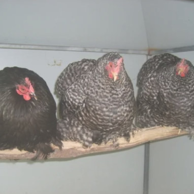 Pekin Bantam