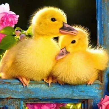 Duckling Sleepover