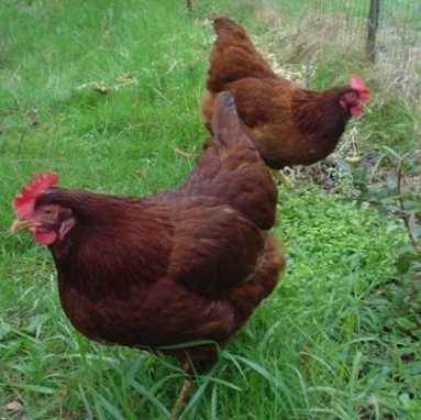 Rhode Island Red