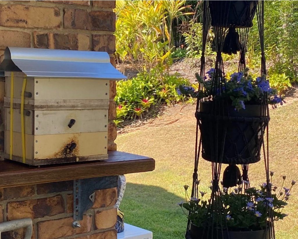 Australian native stingless bee hive in garden at City Chicks Samford Valley