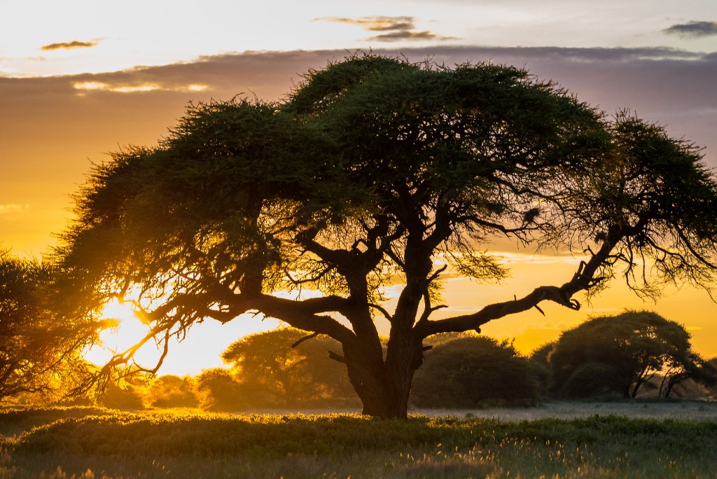 Tailor-made Safaris