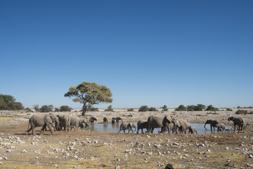 Etosha National Park
