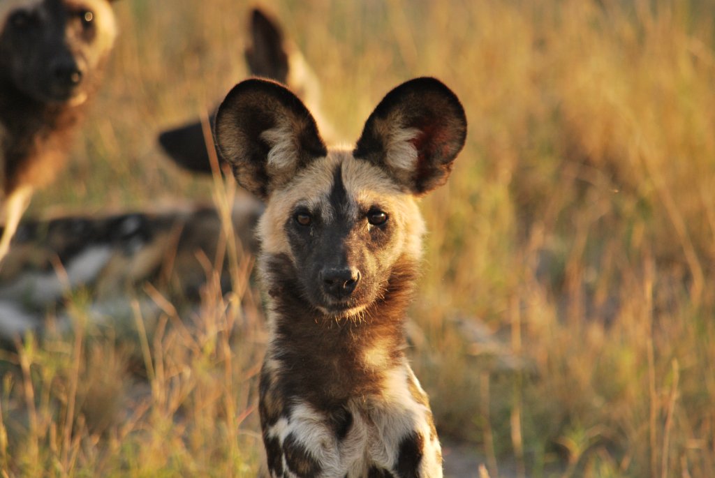 Okavango Expedition