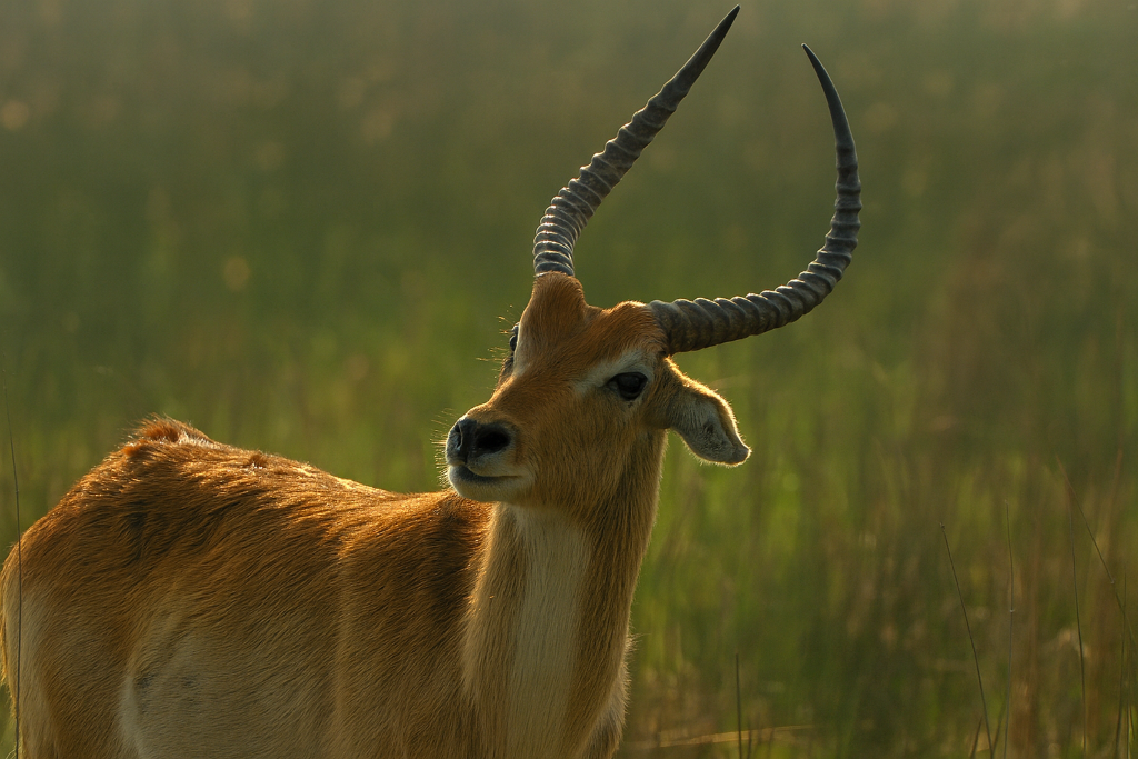 Moremi & Chobe Expedition