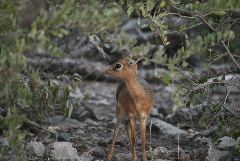 Classic Namibia