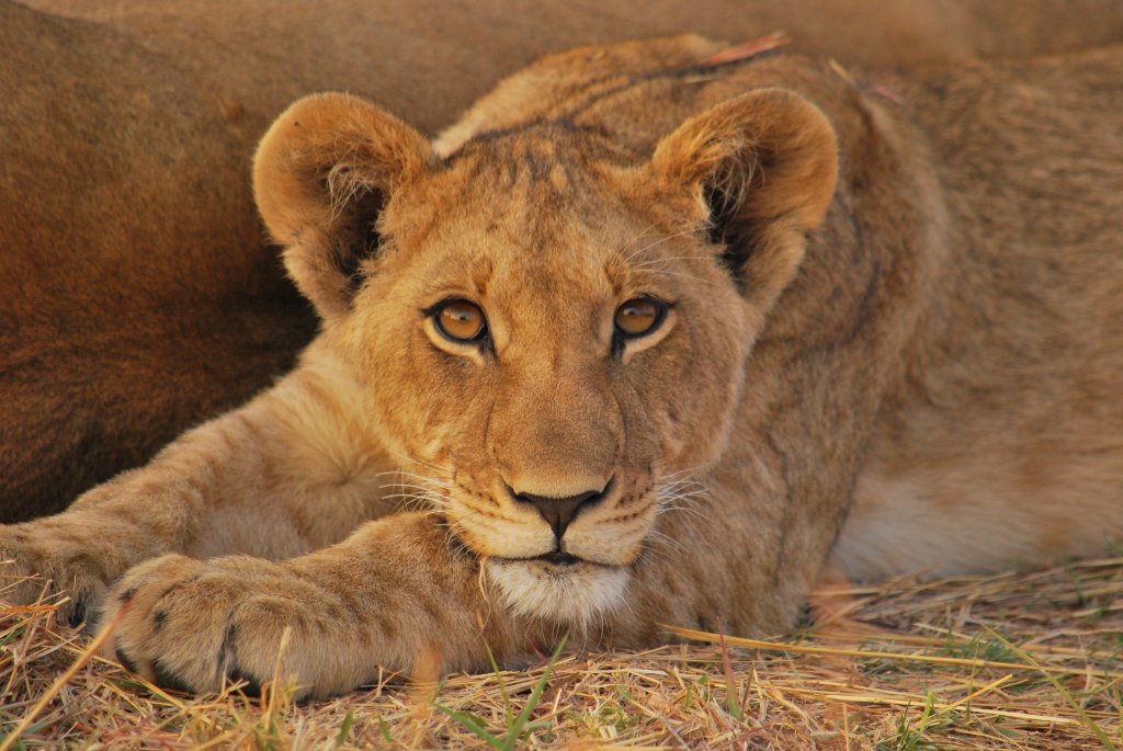 Luxury Moremi & Chobe Expedition