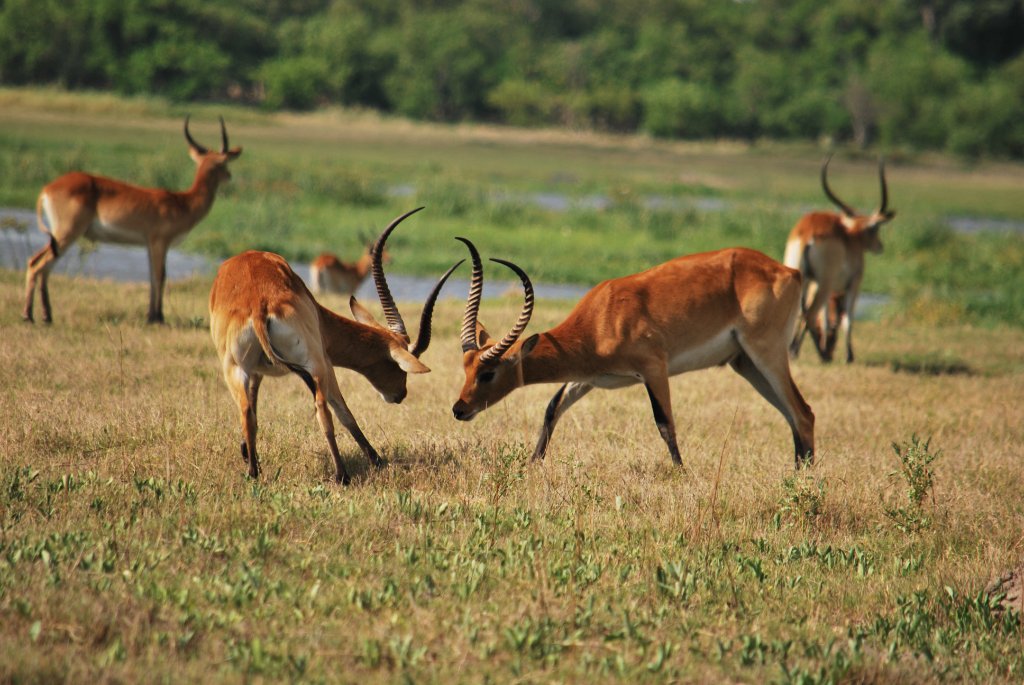 Moremi Expedition