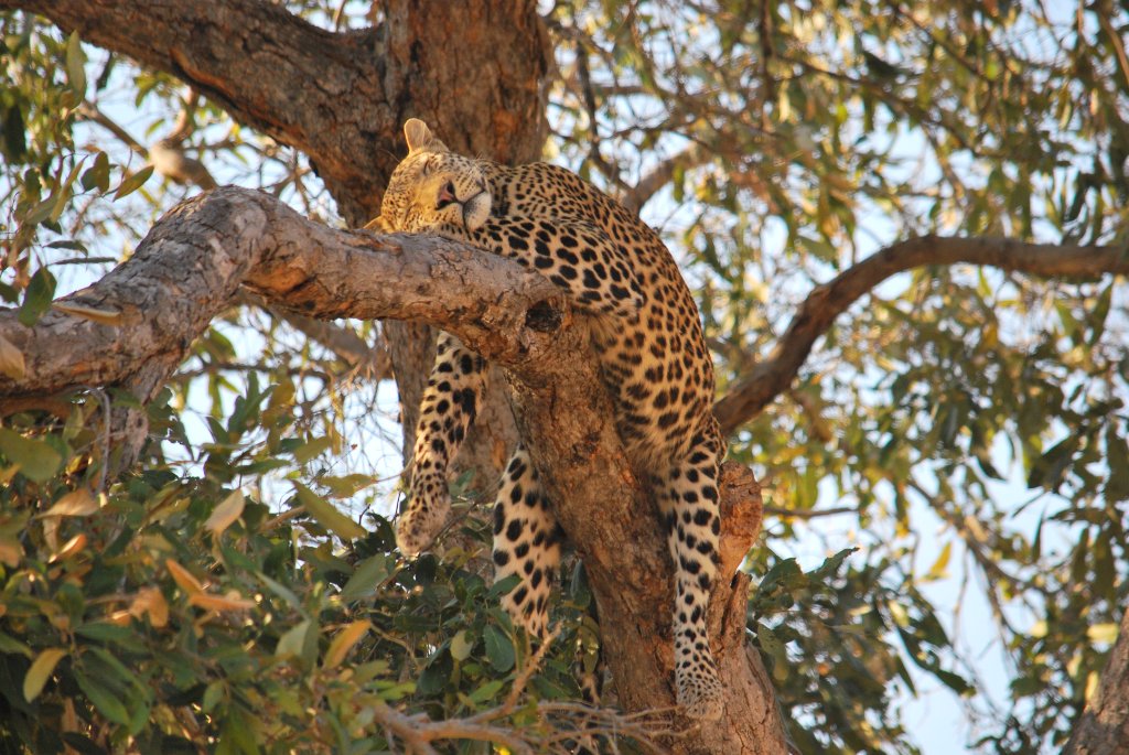 Luxury Okavango Expedition