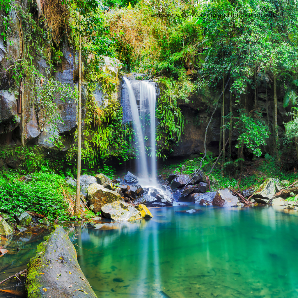 Tamborine Mountain Landscape