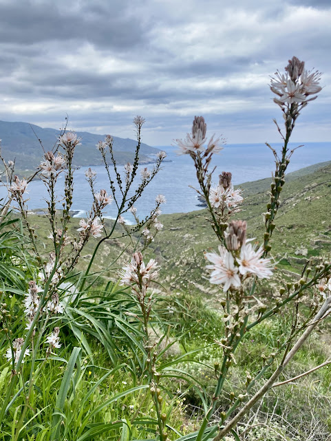 Spring wildflowers with sea view on Andros