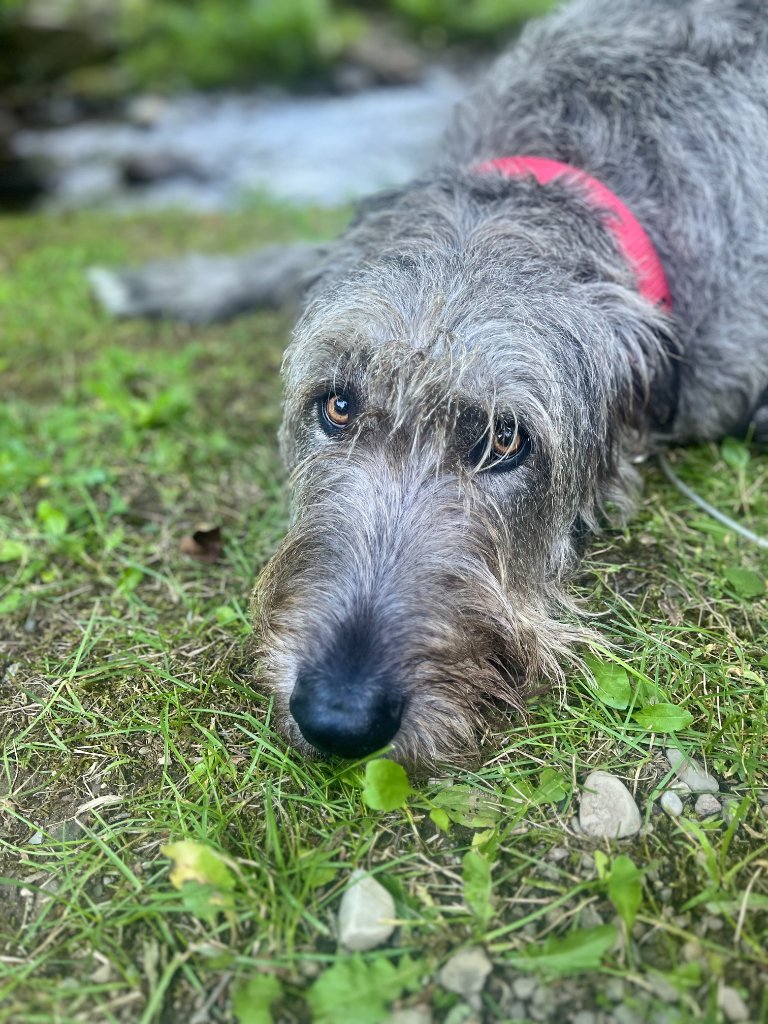Dog at the facility