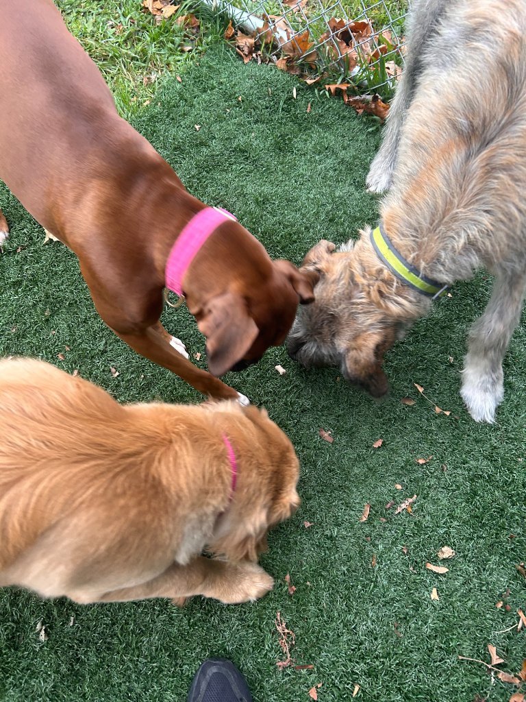 Dogs playing together on turf