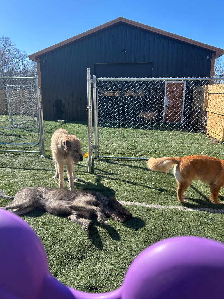 Dogs lounging in the sun