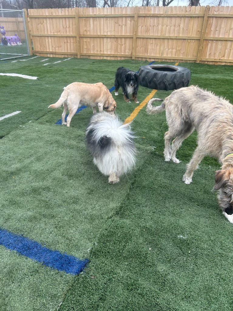 Dogs playing on turf