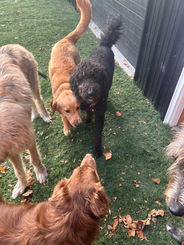 Dogs socializing on turf