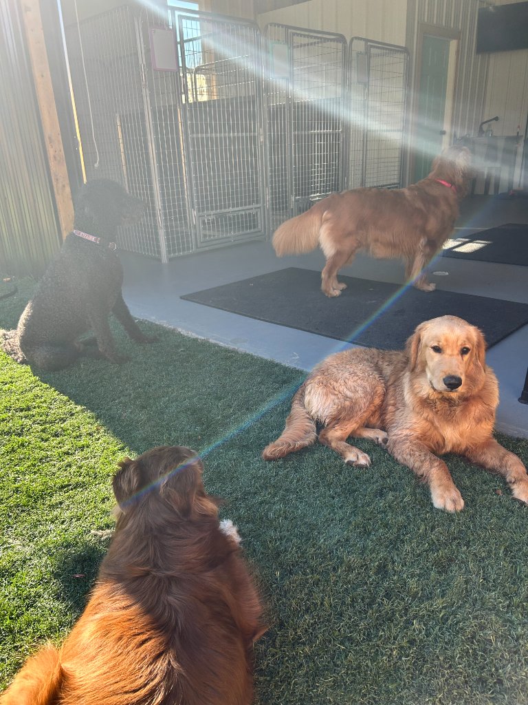 Dogs relaxing on turf