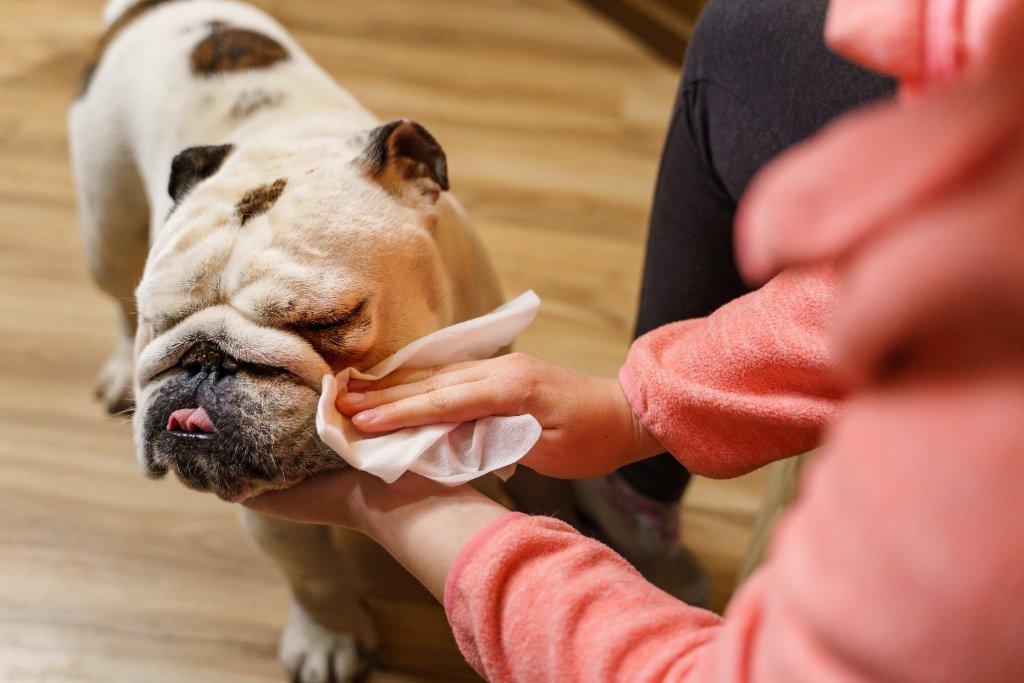 Pet