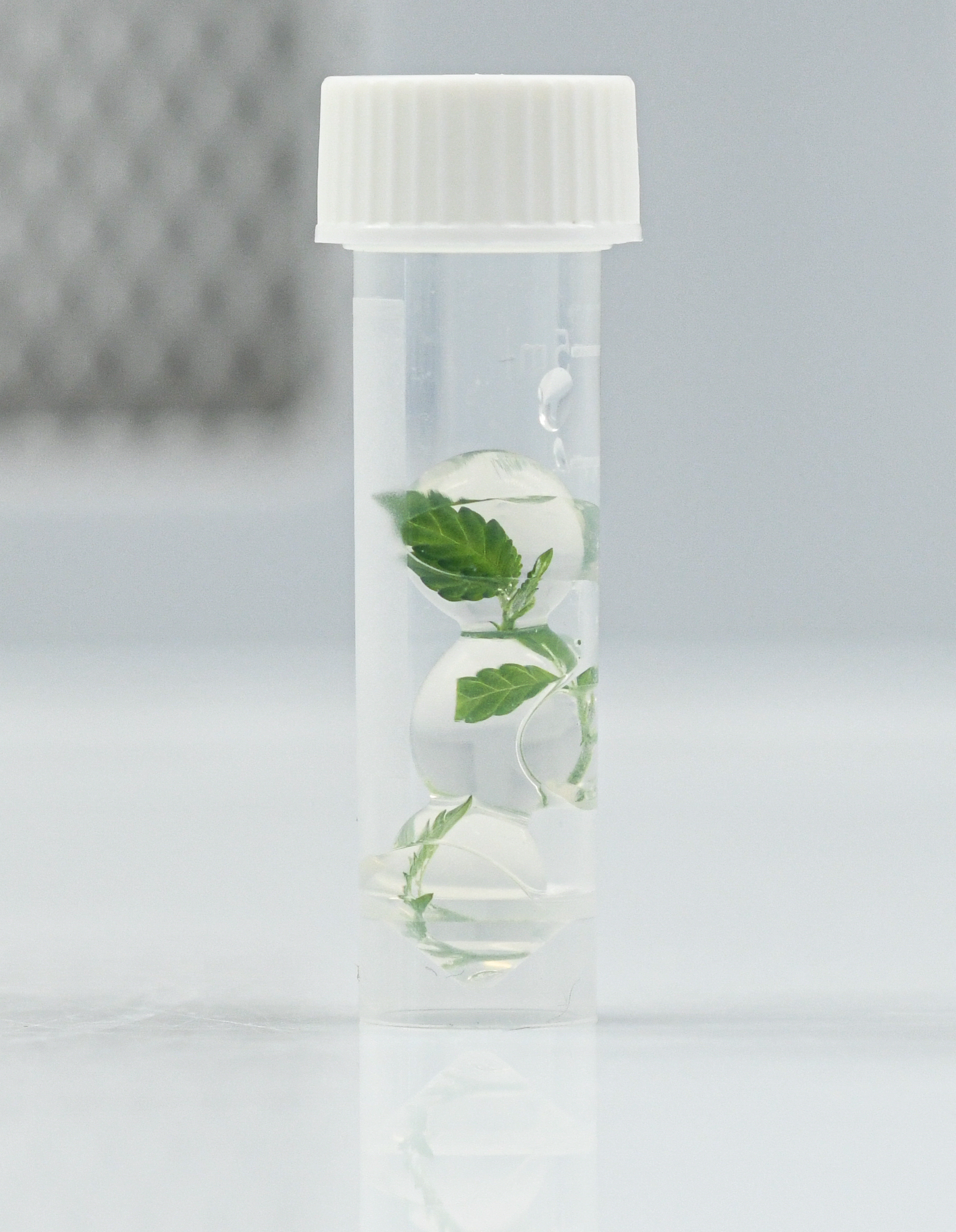 Cannabis tissue culture in laboratory