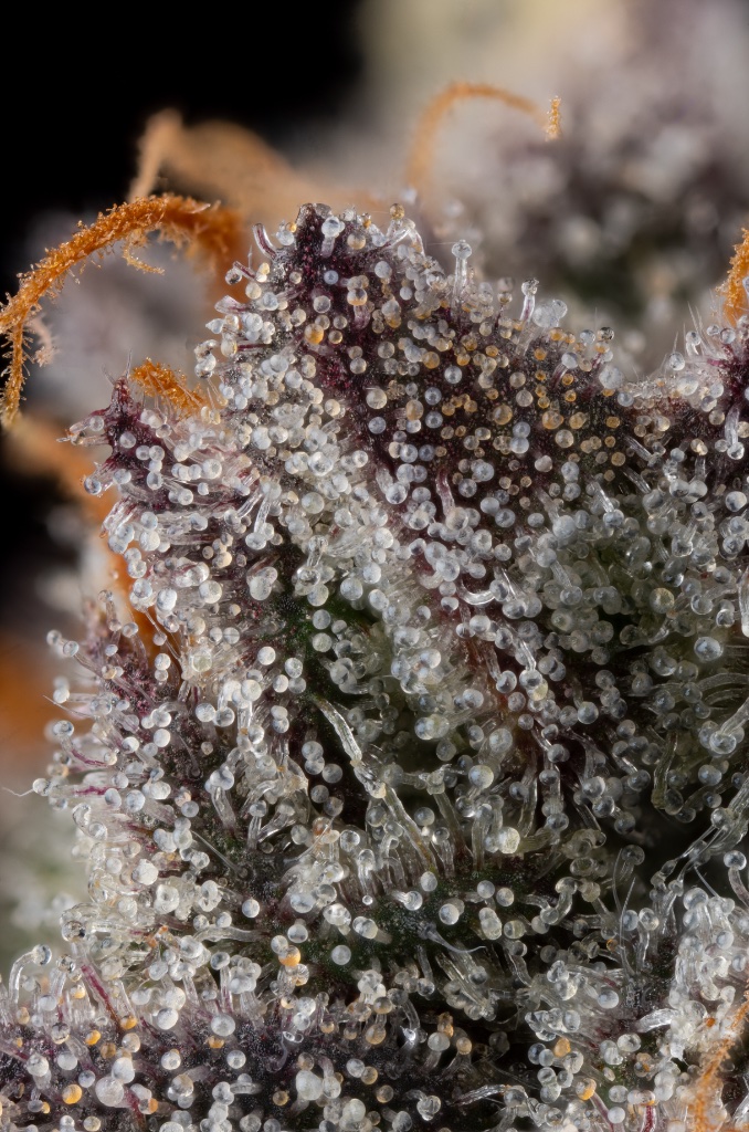Cannabis plant close up
