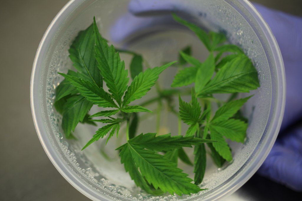 Cannabis leaf close-up
