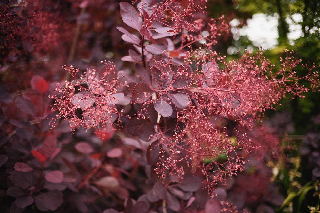 Garden red foliage