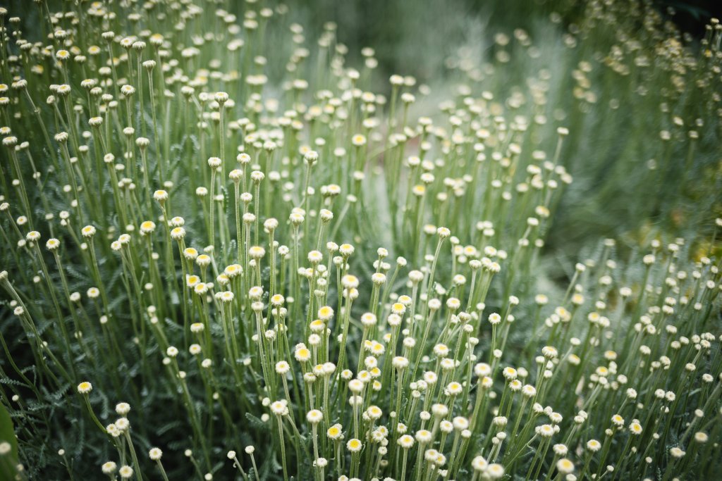 Native garden flowers