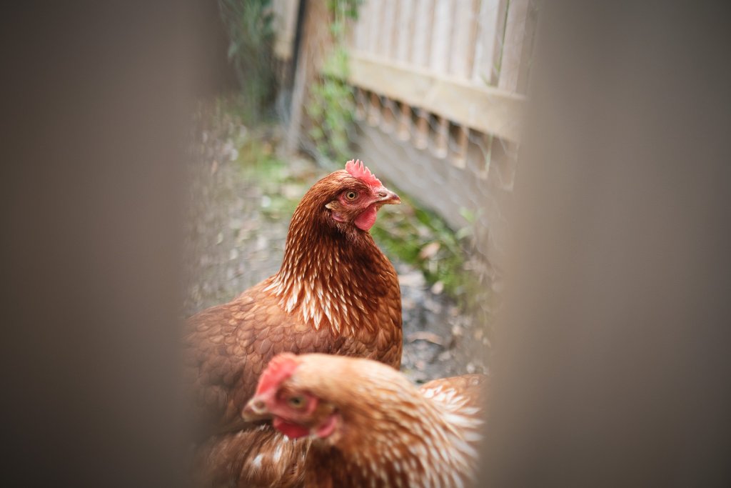 Resident chickens